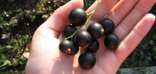 Beskrivning och egenskaper hos Vologda vinbär, odling och vård