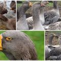 Beschrijving van ganzen van het Tula-vechtras, hun kenmerken en fokkerij