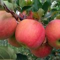 Champion obuolių veislės aprašymas ir ypatybės, auginimo istorija ir niuansai
