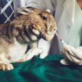 Списък на лекарства за зайци и тяхното предназначение, какво друго трябва да има в аптечката