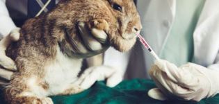 Lista de medicamentos para conejos y su propósito, qué más debe haber en el botiquín de primeros auxilios.