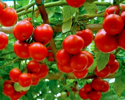Charakteristika a popis odrůdy rajčat Yablonka Ruska, její výnos