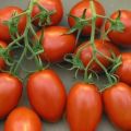Pomidorų šašlyko veislės savybės ir apibūdinimas, derlius