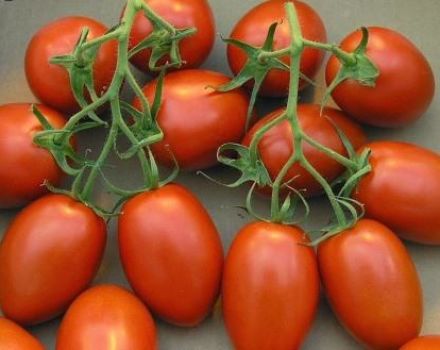 Caractéristiques et description de la variété de tomate Shuttle, son rendement
