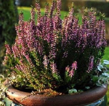 Rules for planting and caring for heather in a pot at home