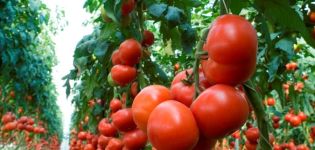 Descripción de la variedad de tomate Kriviansky, características de cultivo y cuidado.