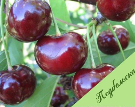 Podbelskaya vyšnių veislių aprašymas ir ypatybės, veisimo istorija, auginimas ir priežiūra