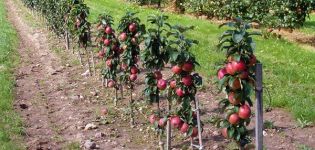 Vilka sorter av äppelträd på en dvärg rotstock är lämpliga för odling i en sommarstuga