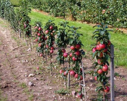 Welche Apfelsorten auf einem Zwergwurzelstock eignen sich für den Anbau in einem Sommerhaus?