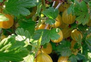 Penerangan dan ciri-ciri varieti gooseberry terbaik untuk wilayah Moscow