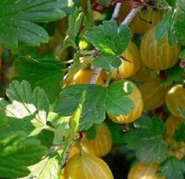 Descrizioni e caratteristiche delle migliori varietà di uva spina per la regione di Mosca