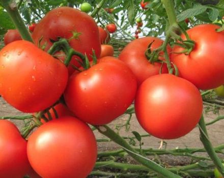 Beskrivning av tomatsorten Etude NK, dess egenskaper och produktivitet