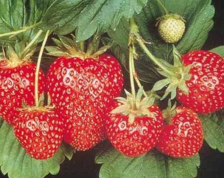 How and when is it better to plant strawberries in open ground, preparation of the garden