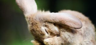 Varför nysar kaniner och vad de ska göra, behandlingsmetoder och förebyggande metoder