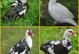 Опис мошусних патки, њихове предности и недостаци и правила узгоја