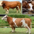 Beskrivning och egenskaper för underhåll av Simmental boskap och ko