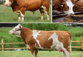 Descripción y características del mantenimiento de ganado y vacas Simmental