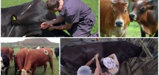 Proč krávy dostávají díry po stranách a píštěle, což je význam ploutve
