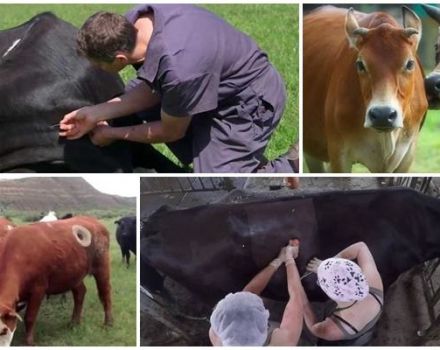 Por qué las vacas tienen agujeros en los costados y fístulas, el significado de una aleta