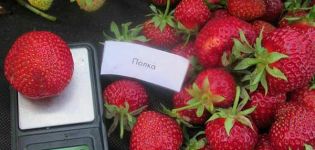 Beskrivelse og karakteristika for jordbærsorten Hylde, dyrkning og reproduktion