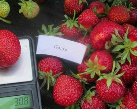 Описание и характеристики на сорта ягоди Срок на годност, отглеждане и размножаване