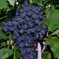 Descripción y características de la variedad de uva Diversión, historia y sutilezas de cultivo