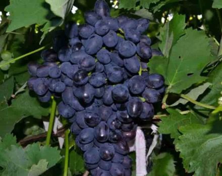 Beschrijving en kenmerken van de druivensoort Plezier, geschiedenis en subtiliteiten van de teelt