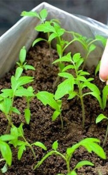 Cómo y cuándo plantar tomates para plántulas en casa, secretos y tiempos.