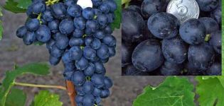 Descripción y características de la variedad de uva Attica y las reglas para el cultivo de pasas.