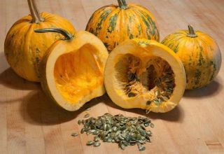 Description of gymnospermous pumpkin variety, its characteristics and cultivation