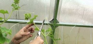 Je potrebné oddeliť fúzy od uhoriek na otvorenom poli av skleníku a prečo