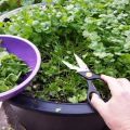 Kaip auginti koriandrą žiemą ant palangės iš sėklų namuose