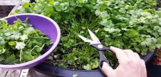 Ako pestovať koriander v zime na parapete zo semienok doma