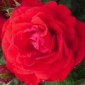Beskrivning och egenskaper hos rosensorten Nina Weibul, plantering och vård