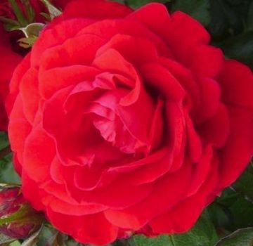 Beschrijving en kenmerken van de rozenvariëteit Nina Weibul, aanplant en verzorging