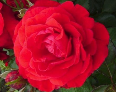 Beskrivning och egenskaper hos rosensorten Nina Weibul, plantering och vård
