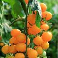 Descripció de la varietat de tomàquet Tapa taronja, característiques i rendiment