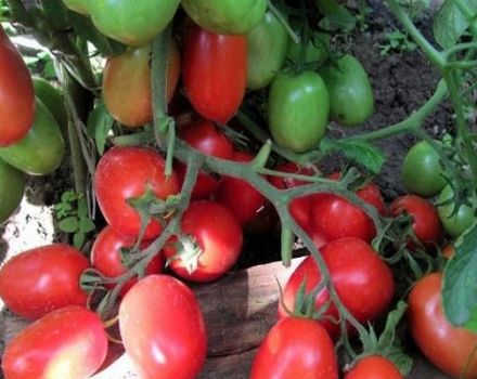 Charakteristika a opis odrody paradajok Golitsyn, tipy na pestovanie