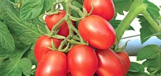 Beskrivning av tomatsorten gul och röd sockerplommon, dess egenskaper