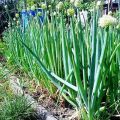 Plantar, cultivar y cuidar cebollas batun en campo abierto