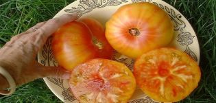 Pomidorų veislės Havajų ananasai aprašymas, auginimo ir priežiūros ypatybės