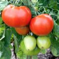 Beskrivning av tomatsorten Champion f1 och dess egenskaper