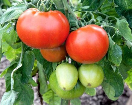 Pomidorų veislės Champion f1 ir jos savybių aprašymas
