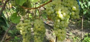 Vynuogių veislės Citronny Magaracha veislės ir savybių aprašymas, auginimas
