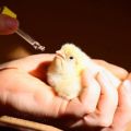 Упутство за употребу Метронидазола за лечење пилића и препоручена доза