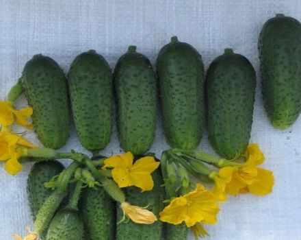 Bogatyrskaya veislės agurkų aprašymas, jų savybės ir auginimas