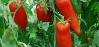 Eigenschaften und Beschreibung der Tomatensorte Kornabel, deren Anbau
