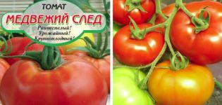 Mô tả về giống cà chua Bear Trail và đặc điểm của nó