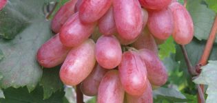 Beschrijving van het druivenras Transformatie en kenmerken van rijpingsvoorwaarden