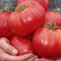 Kenmerken en beschrijving van de tomatenvariëteit Siberisch wonder, de opbrengst